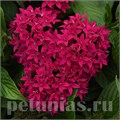 Пентас Lucky Star Lipstick - 5 шт 10831 - фото 663