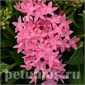 Пентас Lucky Star Pink - 5 шт 10832 - фото 664