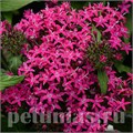Пентас Lucky Star Violet - 5 шт 10833 - фото 665