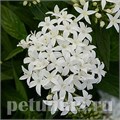 Пентас Lucky Star White - 5 шт 10834 - фото 666
