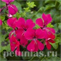 Пеларгония Reach Out Hot Pink - 3 шт 10819 - фото 668