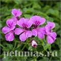 Пеларгония Reach Out Light Purple - 3 шт 10820 - фото 669
