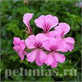 Пеларгония Reach Out Pink - 3 шт 10822 - фото 671