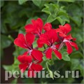 Пеларгония Reach Out Red - 3 шт 10823 - фото 672