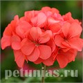 Пеларгония Horizon Coral Spice - 3 шт 10815 - фото 676