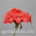 Пеларгония Horizon Shadow Coral - 3 шт 10816 - фото 677