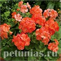 Пеларгония Pinto Premium Salmon Splash - 3 шт 10818 - фото 679