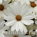 Остеоспермум Akila Daisy White - 3 шт 10806 - фото 680