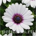Остеоспермум Akila White Purple Eye - 3 шт 10813 - фото 686