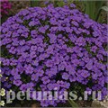 Обриета Audrey Blue Shades - 10 шт 10800 - фото 687