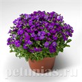 Обриета Audrey Deep Blue Shades - 10 шт 10801 - фото 688