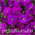 Обриета Audrey Purple Shades - 10 шт 10803 - фото 690