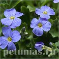 Обриета Audrey Sky Blue - 10 шт 10805 - фото 692