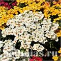 Немезия Nebula White - 5 шт 10795 - фото 698