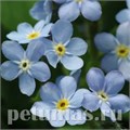 Незабудка Mon Amie Blue - 5 шт 10791 - фото 700