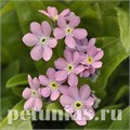 Незабудка Mon Amie Pink - 5 шт 10792 - фото 701
