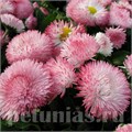 Маргаритка Habanera Rose - 5 шт 10777 - фото 703