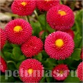 Маргаритка Tasso Deep Rose - 10 шт 10779 - фото 705