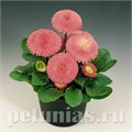 Маргаритка Tasso Pink - 10 шт 10780 - фото 706
