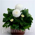 Маргаритка Tasso White - 10 шт 10783 - фото 709