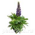 Люпин Lupini Blue Shades - 5 шт 10771 - фото 710