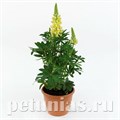 Люпин Lupini Yellow Shades - 5 шт 10775 - фото 714