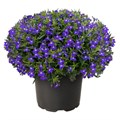 Лобелия Masterpiece Blue with Eye - 5 шт 10752 - фото 726