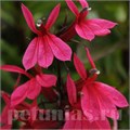 Лобелия прекрасная Starship Deep Rose - 3 шт 10768 - фото 728