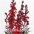 Лобелия прекрасная Starship Scarlet Bronze Leaf - 3 шт 10770 - фото 730