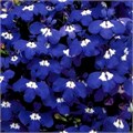 Лобелия Riviera Blue Eyes  - 5 шт 10753 - фото 731