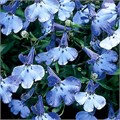 Лобелия Riviera Blue Splash  - 5 шт 10754 - фото 732