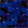 Лобелия Riviera Midnight Blue  - 5 шт 10757 - фото 735