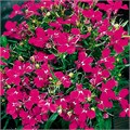 Лобелия Riviera Rose - 5 шт 10758 - фото 736