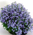 Лобелия Riviera Sky Blue  - 5 шт 10759 - фото 737