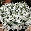Лобелия Riviera White  - 5 шт 10760 - фото 738