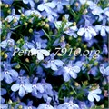 Лобелия Palace Sky Blue - 5 шт 10765 - фото 743
