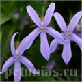 Лаурентия Gemini Blue - 5 шт 10745 - фото 745
