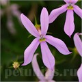 Лаурентия Gemini Pink - 5 шт 10746 - фото 746