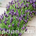 Лаванда испанская Bandera Purple - 5 шт 10738 - фото 750
