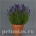 Лаванда узколистная Blue Spear - 5 шт 10739 - фото 751