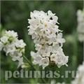 Лаванда узколистная Ellagance Snow - 5 шт 10741 - фото 752