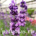 Лаванда узколистная Lovely Sky Blue - 5 шт 10743 - фото 754
