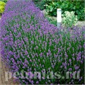 Лаванда узколистная Vicenza Blue - 10 шт 10744 - фото 755