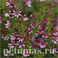 Куфея Pink Shimmer - 3 шт 10731 - фото 756