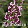 Куфея Sweet Talk Lavender Splash - 3 шт 10732 - фото 757