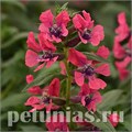 Куфея Sweet Talk Pink Deep - 3 шт 10733 - фото 758