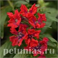 Куфея Sweet Talk Red - 3 шт 10734 - фото 759