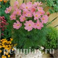 Космея Sonata Pink - 10 шт 10722 - фото 761