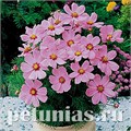 Космея Sonata Pink Blush - 10 шт 10723 - фото 762