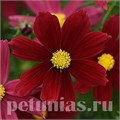 Космея Sonata Red Shades - 10 шт 10725 - фото 764